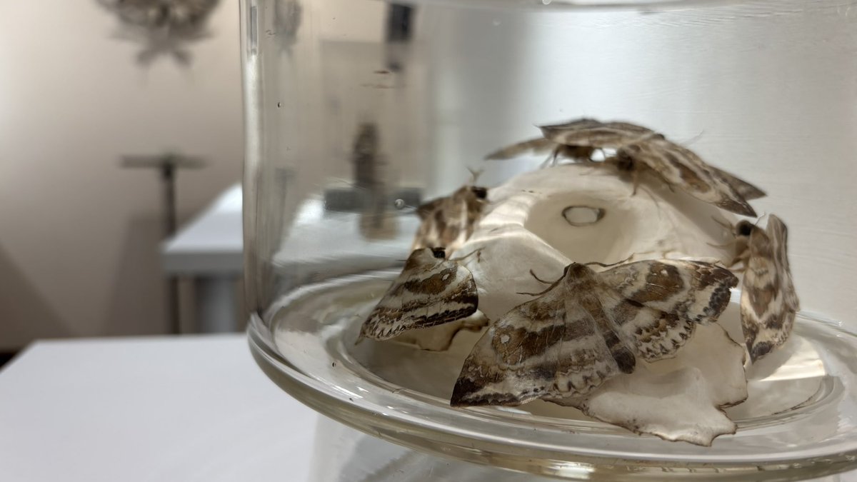 insects_6464's tweet image. INSECTS展は今週の土曜日までの開催です!
夕方ころにINSECTSに関する嬉しいお知らせをさせていただきます🪲🎶(ギャラリースタッフ)
【INSECTS】
7/4(金)~19(土) ※日・月休廊
10:30-18:30
📍SASAI FINE ARTS(銀座)
sasaifinearts.com