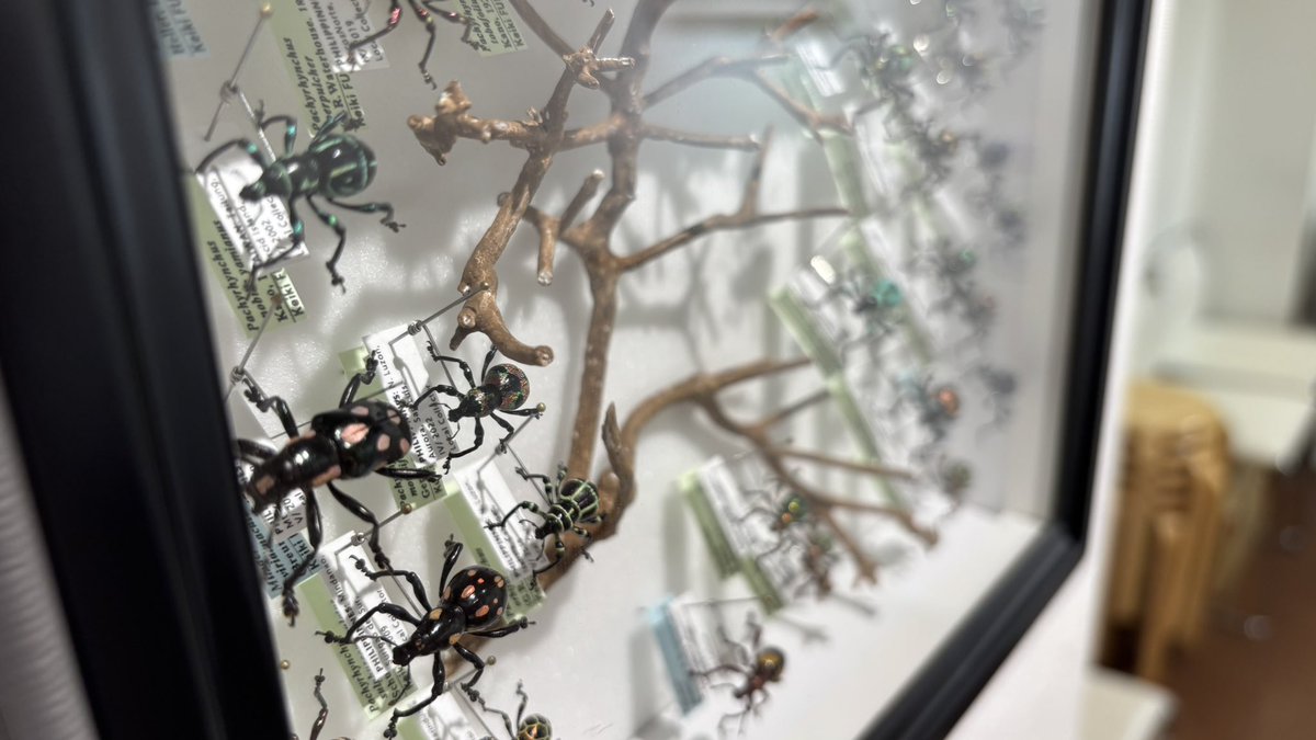 insects_6464's tweet image. INSECTS展は今週の土曜日までの開催です!
夕方ころにINSECTSに関する嬉しいお知らせをさせていただきます🪲🎶(ギャラリースタッフ)
【INSECTS】
7/4(金)~19(土) ※日・月休廊
10:30-18:30
📍SASAI FINE ARTS(銀座)
sasaifinearts.com