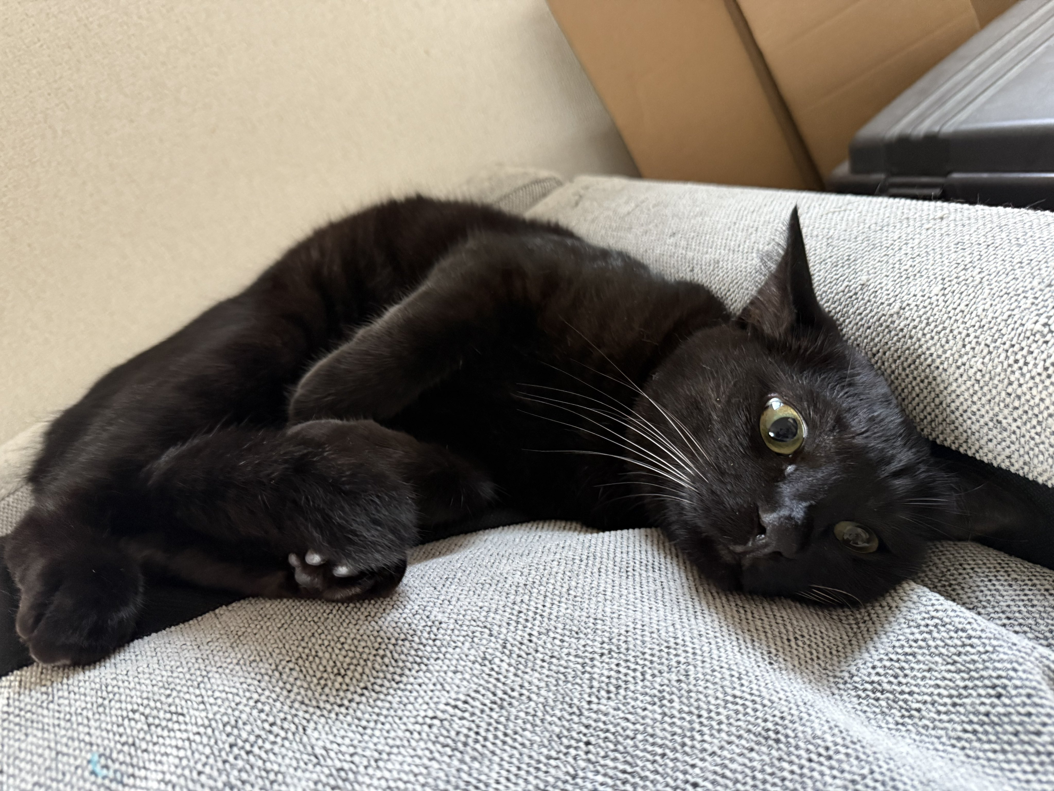 黒猫様 so8ERYRw_200x200.jpg