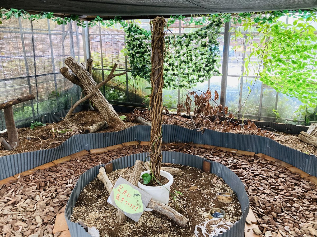 kcta_sns's tweet image. ＼カブトムシ好き大集合！／

花農丘公園のカブトムシハウスで、採取体験しながら観察や観賞を楽しもう！♂♀の販売もあり✨

🌟入場料300円（小学生未満無料、保護者同伴必須）
⏰9:15～16:30（最終受付16:15）※12:30～13:00は清掃タイム

⬇️詳細は画像をご確認ください！