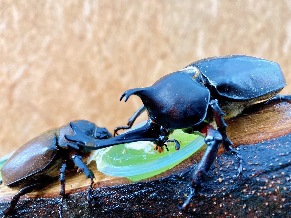 kcta_sns's tweet image. ＼カブトムシ好き大集合！／

花農丘公園のカブトムシハウスで、採取体験しながら観察や観賞を楽しもう！♂♀の販売もあり✨

🌟入場料300円（小学生未満無料、保護者同伴必須）
⏰9:15～16:30（最終受付16:15）※12:30～13:00は清掃タイム

⬇️詳細は画像をご確認ください！