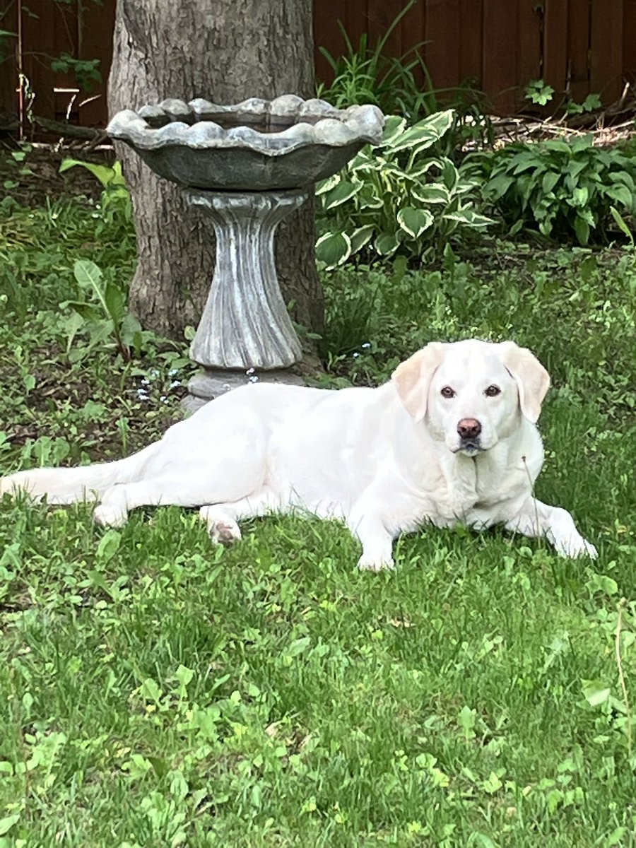 Dandylion tweet media