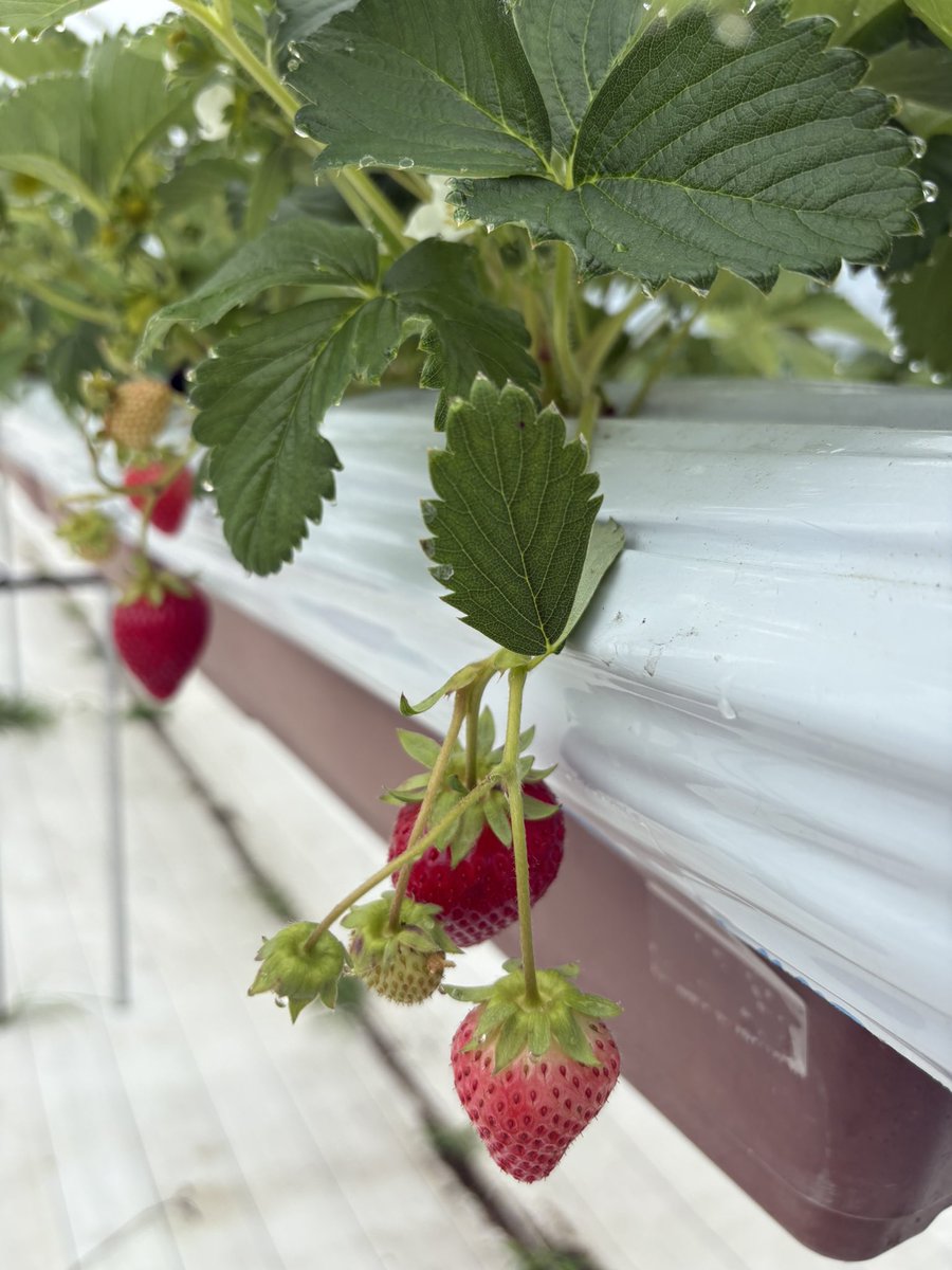 3年目の何も知らないで作った素人のいちご🍓
もはやジュース