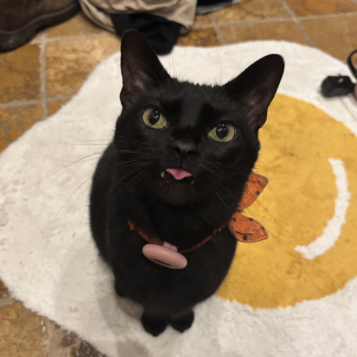 LizzRobinett's tweet image. Moop says blewp