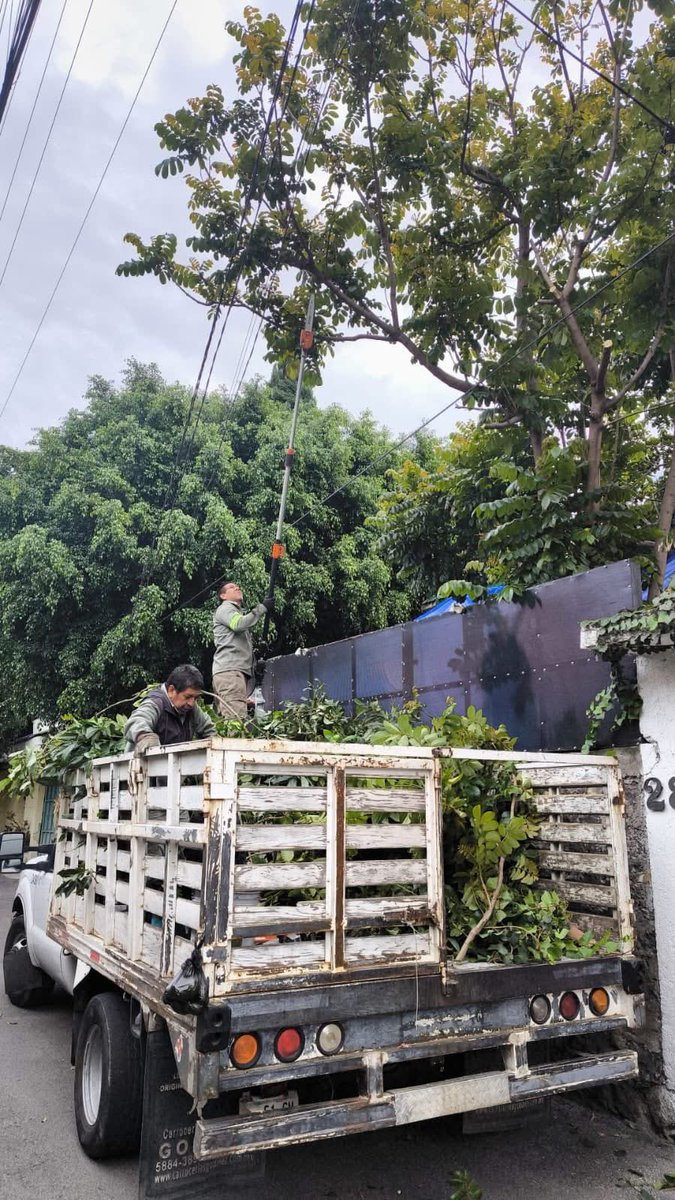 🌳👷‍♂️Trabajamos todos los días por el bienestar de Xochimilco.

✅ Poda en Xochitepec y Santa Cruz Acalpixca.
✅ Retiro de árbol con riesgo en Xochimilco-Tulyehualco.
✅ Limpieza de ramas en Rinconada del Sur.
Todo el material vegetal se traslada al vivero para su adecuado manejo.