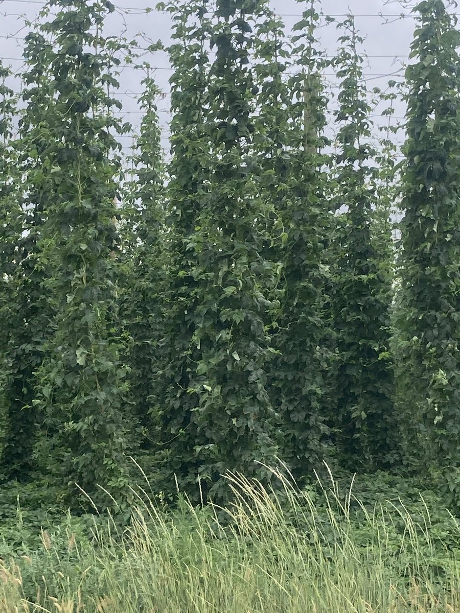 Plants maxxed for height.  Side arms and flowers coming