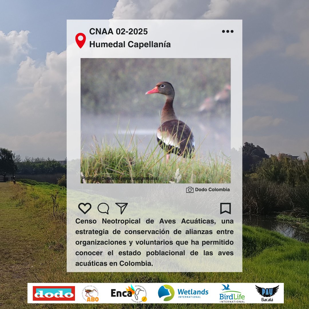 #CNAA 02-2025 en Humedal Capellanía
Censo Neotropical de Aves Acuáticas, una estrategia de conservación de alianzas entre organizaciones y voluntarios que ha permitido conocer el estado poblacional de las aves acuáticas en Colombia.
#AvesAcuáticas #CienciaCiudadana #NoALaALO
