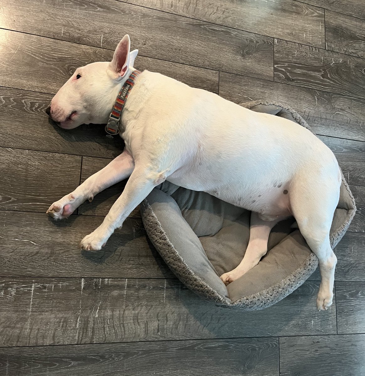 PupperNelson's tweet image. birthday glow up