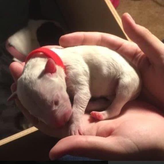 PupperNelson's tweet image. birthday glow up