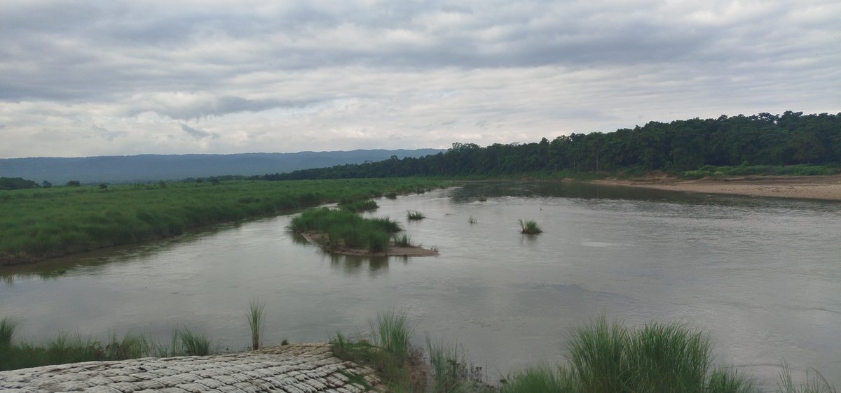 16o15z1's tweet image. #grassLand #sauraha #rapti #Trending