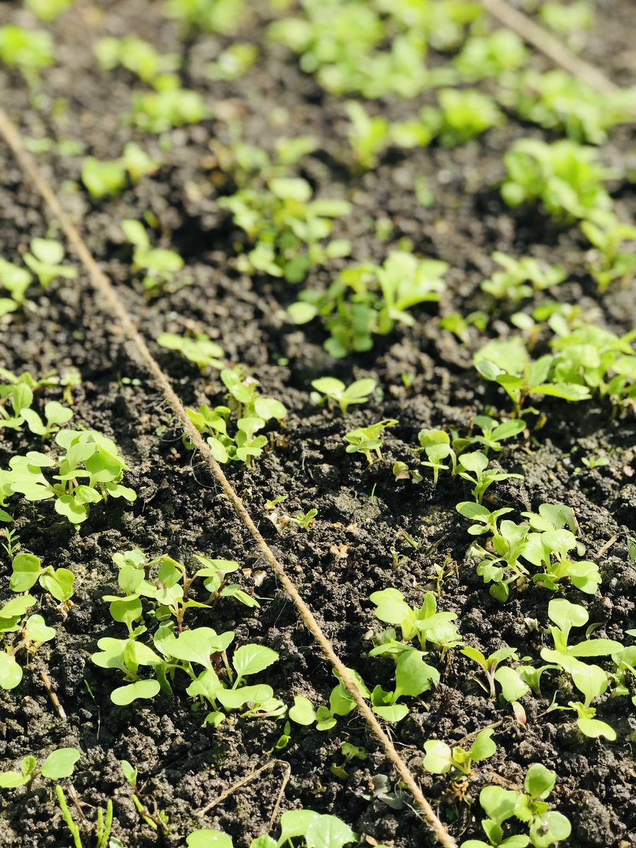 Setouchimyfarm's tweet image. 最高の肥料とは
自然農法家だから肥料の事とか無頓着で何も知らずに農業しているように思われるのだが、逆に知っているから使わないのである。
例えばサツマイモを育てるにあたり、カリ肥を投入する場合、同じカリ肥でも硫酸カリを使うと芋のデンプンが多くなり甘い芋が沢山採れる。…