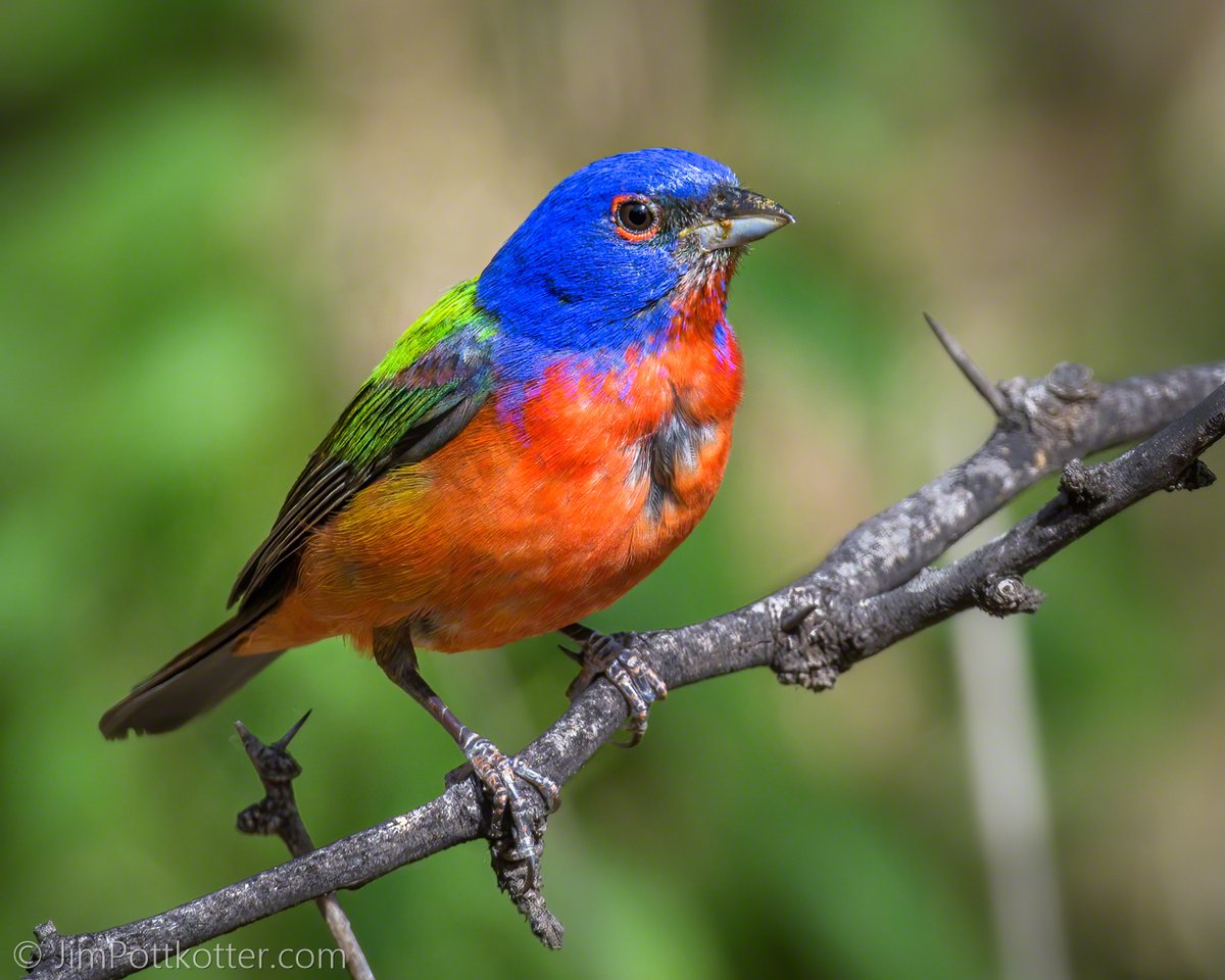 HappyPixr's tweet image. One of North America's most colorful birds, the male Painted Bunting sports blue, red, and green. They are often shy, but their vibrant colors give them away as they flit through dense vegetation. #birds #colorful #NaturePhotography #wildlife
