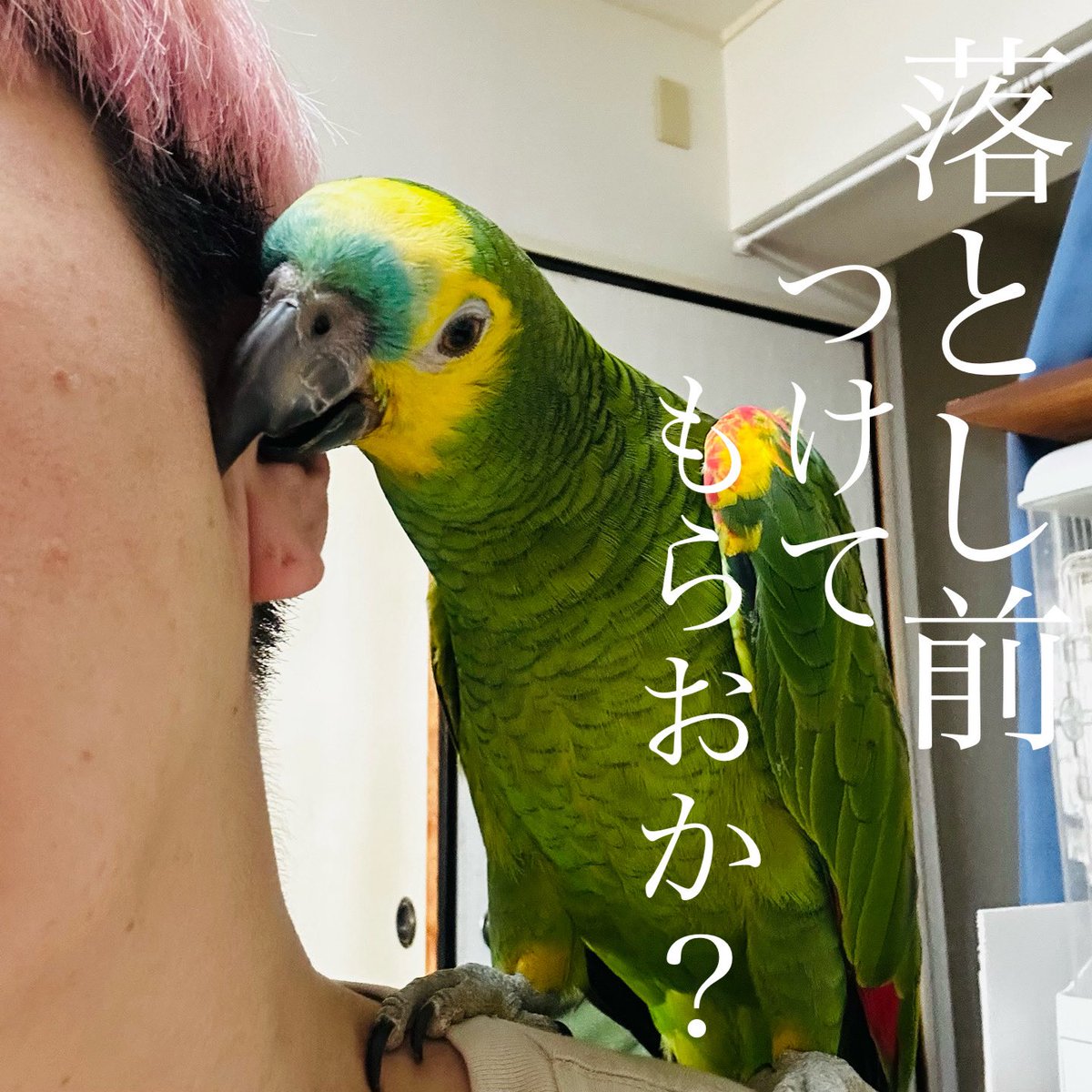 buncho_honey's tweet image. 今日はブルビの爪切り&定期診察で朝から死闘の末キャリーに入れ豪雨の中車を走らせた。そう。車を走らせたんだ。
今日は16日水曜日?
予約は明日だ!
#今日17日だと思ってた