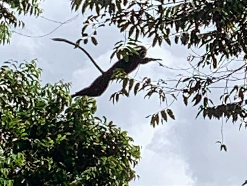 Teichroeb_Lab's tweet image. Huge day in the lab! As Sam Stead defends the first #PhD #dissertation on the Rwenzori #colobus!! Congratulations to Dr. Stead!!!