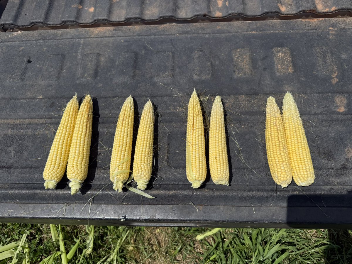 What does a good fungicide and/or a stress mitigation product do for you? Little to no top back!! 4 trials and it shows, besides the check . Rounds and length was measured, which will taken again in 2 weeks #agx #agronomy #kansas #corn