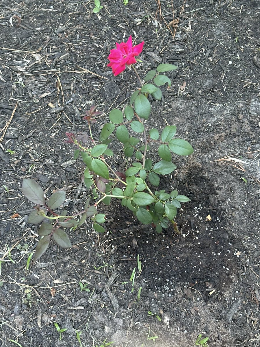 Today I planted my second propagated rose stem from a large rose bush that my husband and I were giving when my mother in law passed away several years ago! It brings me such joy and makes me feel close to her! Here’s to hoping all goes well. Don’t mind the weeds! It’s too🥵!