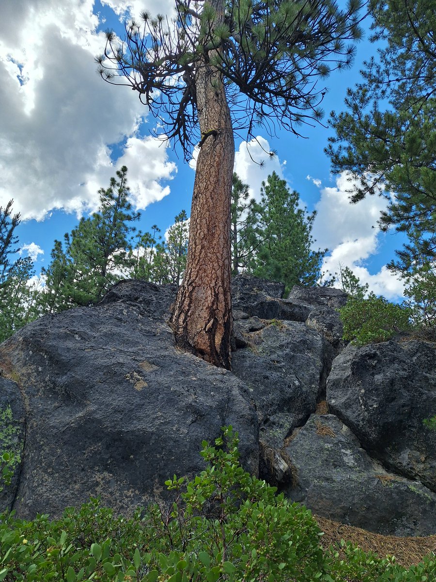 PCSpudican's tweet image. Happy #Thicktrunktuesday #trees  #TreeClub