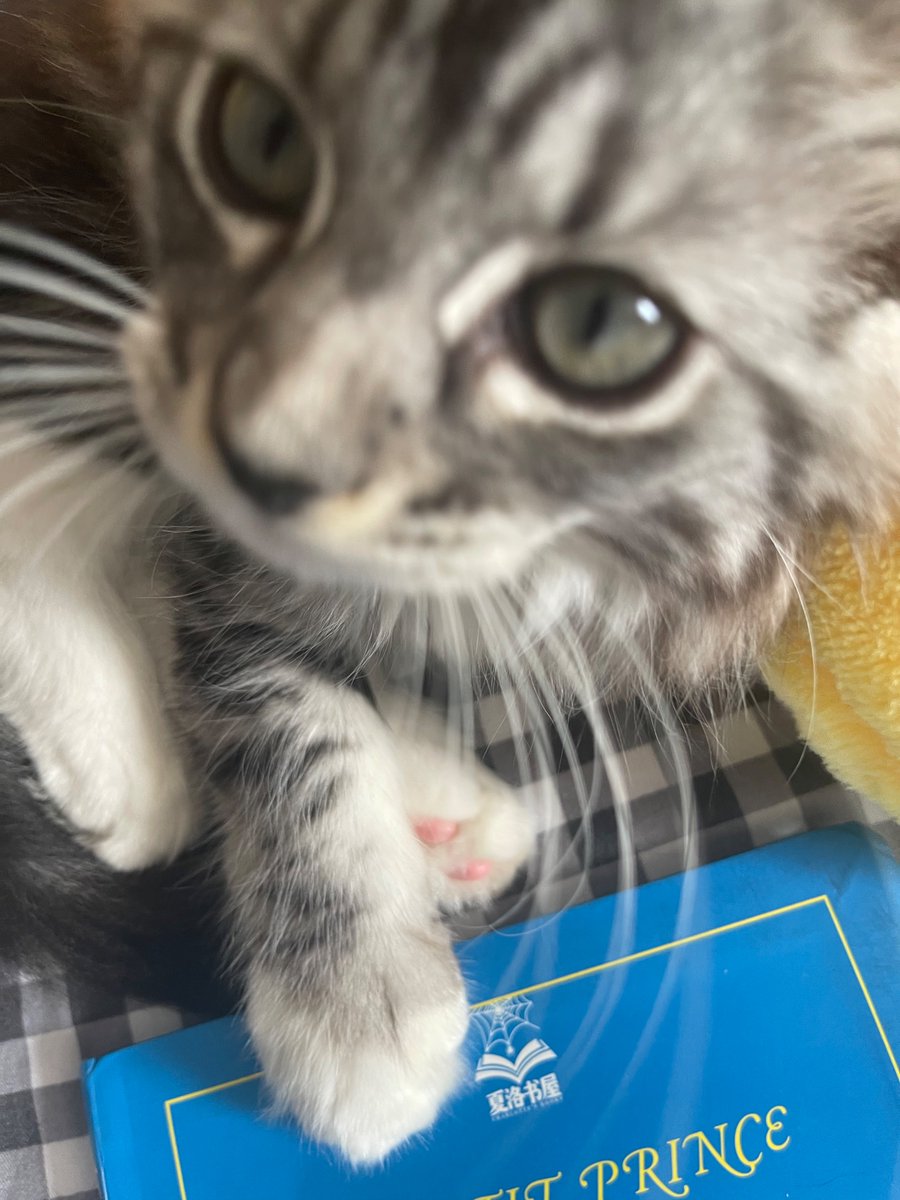 里世界咪 (@sakuyaluv01) on Twitter photo 