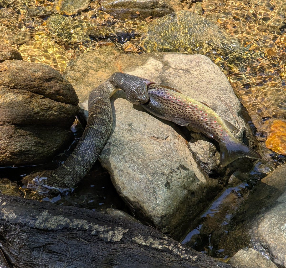 Found this water snake trying to eat an entire brown trout. It didn't make any progress for ~15 mins. Will it be successful?