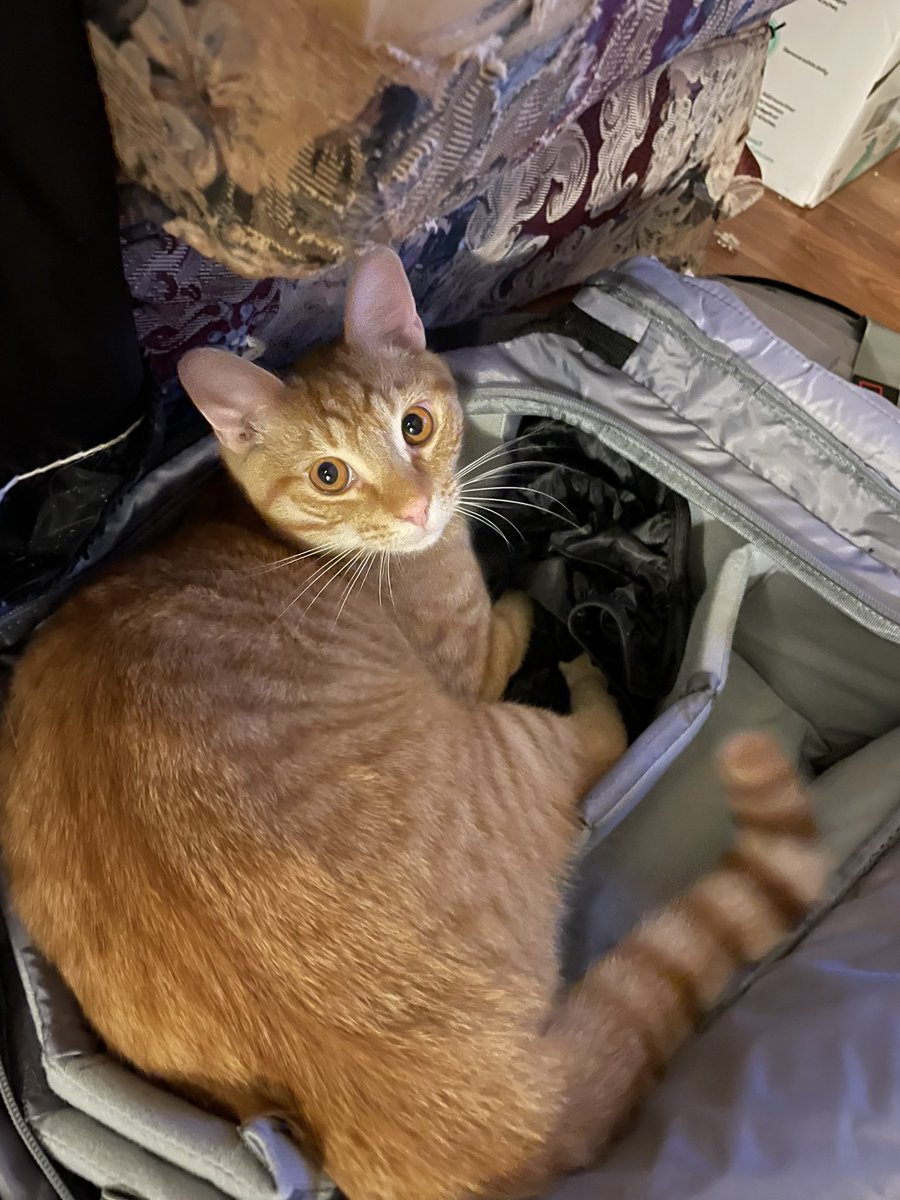 ReprtrPatHealey's tweet image. wtf Tigger. The new one is MINE!! 🤣🤣