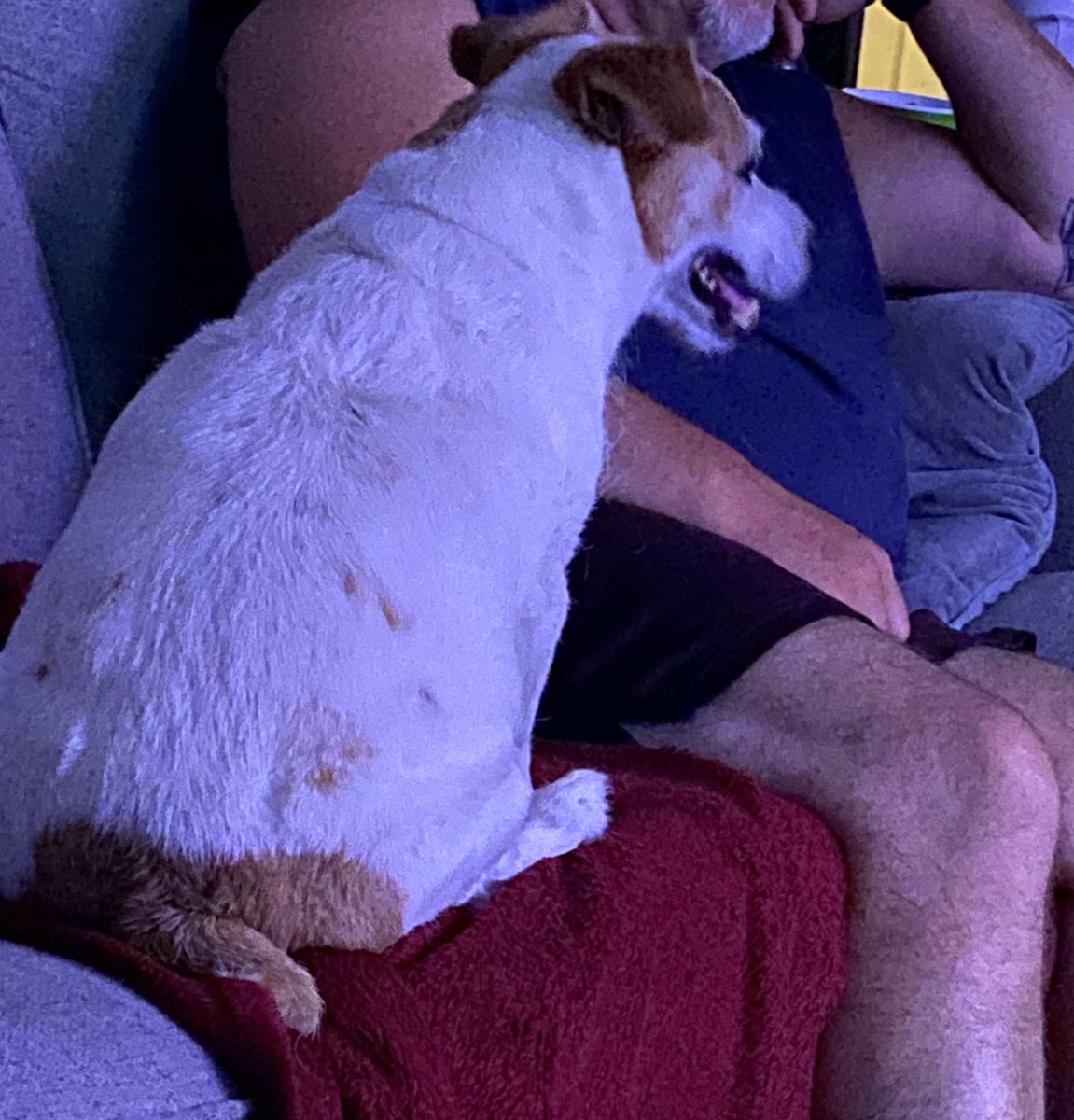 DaisyMaeJack's tweet image. Dad pay attention to me not da All Star game. I’m da only All Star ball player you need! ☺️🐾♥️ #allstargame2025 #dogsofX