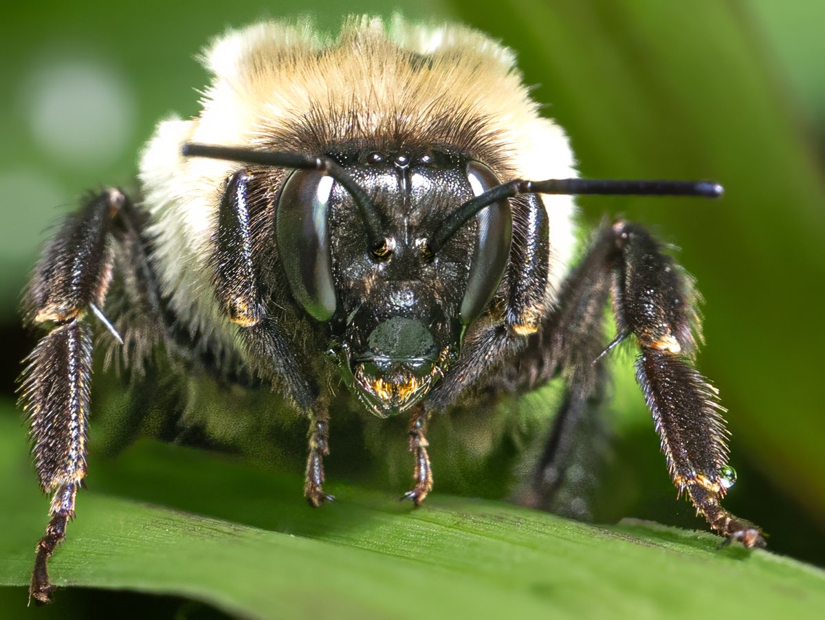 ParamClicks's tweet image. Bee-witched! Intense stare of a bumblebee @ Claude Moore Park, Virginia, USA (2025-07-10) #TwitterNatureCommunity #BBCWildlifePOTD #ThePhotoHour #IndiAves #naturephotography #bee