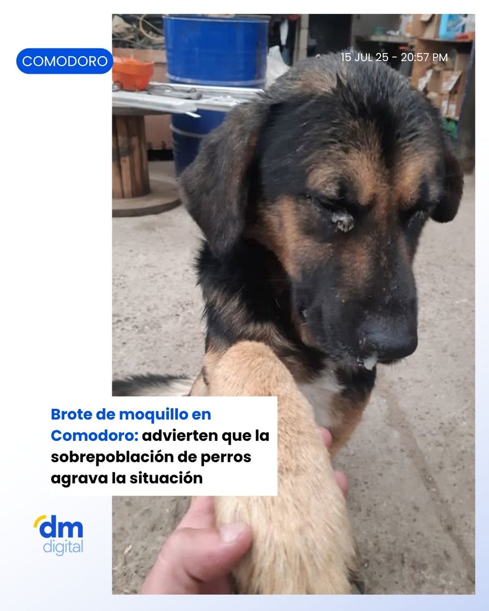 #Comodoro | ⚠️ Veterinarios de Comodoro alertan por un brote de moquillo agravado por la sobrepoblación de perros. Reclaman castraciones masivas y un plan integral para evitar nuevas epidemias y zoonosis.

Para más info👉🏽delmardigital.net/preocupacion-e…