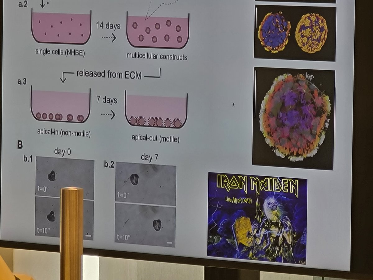 DoctorJosh's tweet image. At the world's first Workshop on Computationally Designed Organisms (cdo2025.github.io), @drmichaellevin shows that biobots "live", even "after" the "death" of the human donor.
@D22025Dickinson, you were missed!