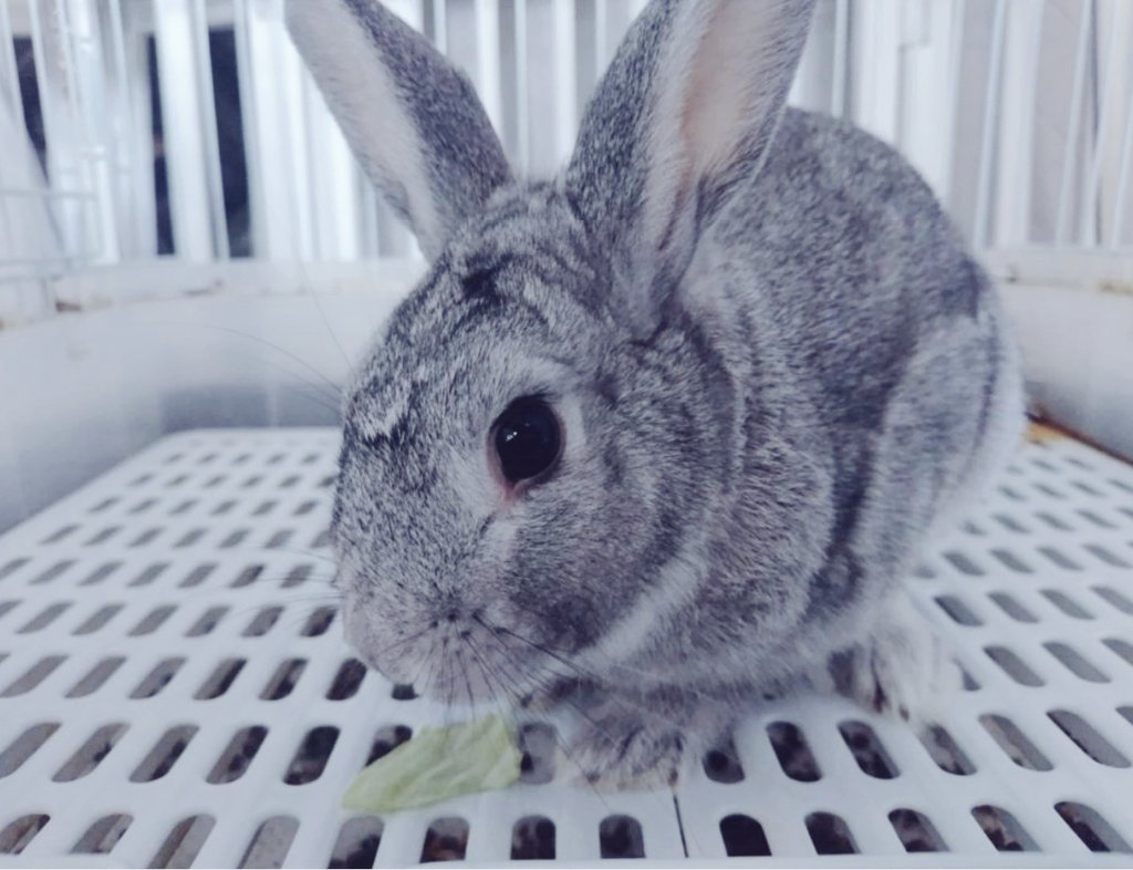 312mokomoko's tweet image. 預かりうさぎさんです🐰
飼い主さんが緊急入院のため
しばらくお預かりすることになりました。
よく食べる元気な子です☺️
預かりや、見守りの活動もしていますが
みんなかわいいので癒されます♡