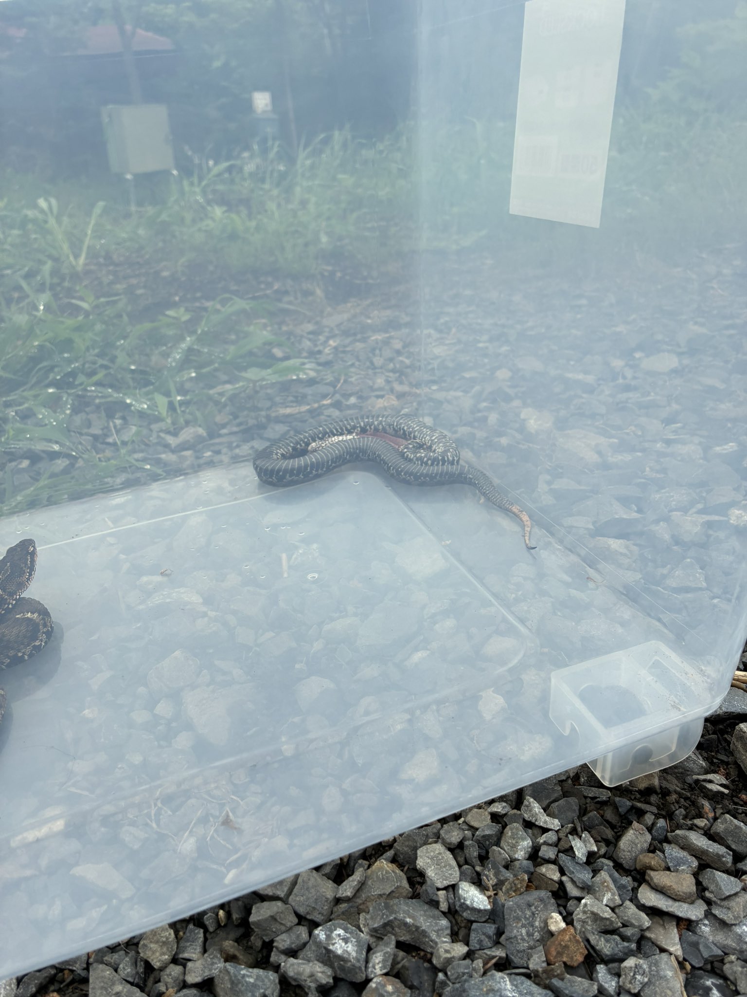 林のくまさん Primitive forest bear - YouTube