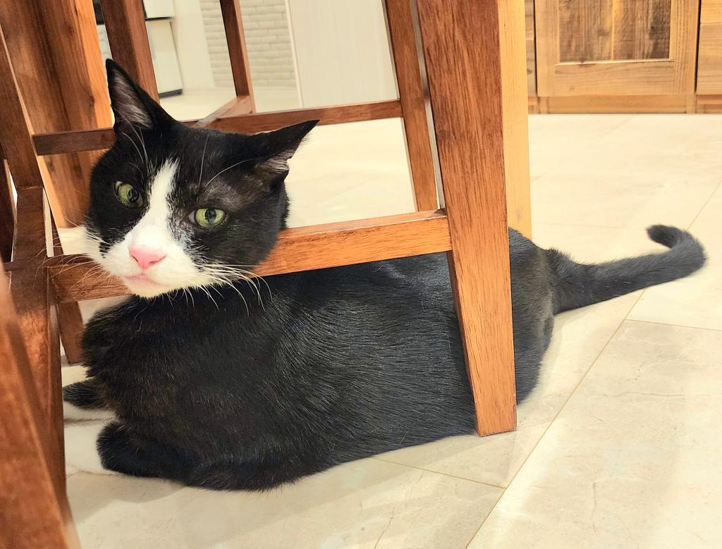 chiezoooou's tweet image. いつもふしぎだ。
猫はこれで首がオエッとならないのかなあ。