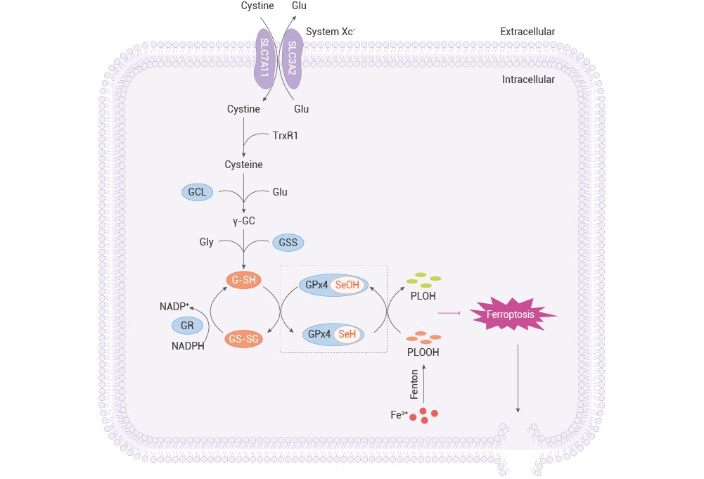 MedChemExpress (@medchemexpress) on Twitter photo #Ferroptosis is redefining cell death research.
🧲Ferroptosis=iron overload+lipid peroxidation+GSH depletion.🧪Linked to cancer, heart disease, neurodegeneration.🎯Key regulators: GPX4, System xc⁻, AIFM2. Detection: ROS, Fe²⁺, PLOOH activity.#CellDeath
👉u5a.cn/poppG #Ferroptosis is redefining cell death research.
🧲Ferroptosis=iron overload+lipid peroxidation+GSH depletion.🧪Linked to cancer, heart disease, neurodegeneration.🎯Key regulators: GPX4, System xc⁻, AIFM2. Detection: ROS, Fe²⁺, PLOOH activity.#CellDeath
👉u5a.cn/poppG