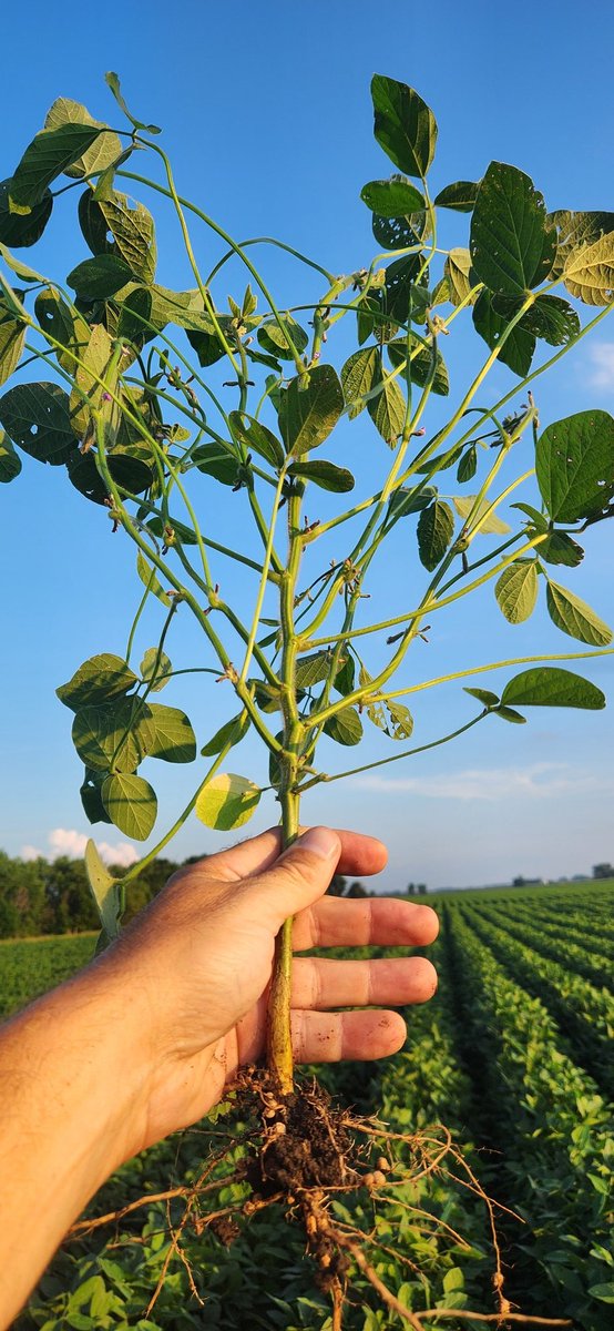How it started- March
How it's going - July
#soybeans #SoilHealth #cyclones