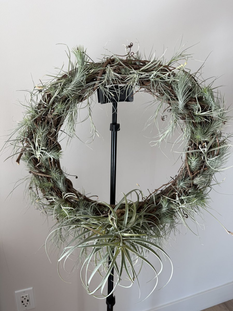 MCKGaston's tweet image. Airplant Wreath: 5 Species! Excited to watch them grow and fill in.
