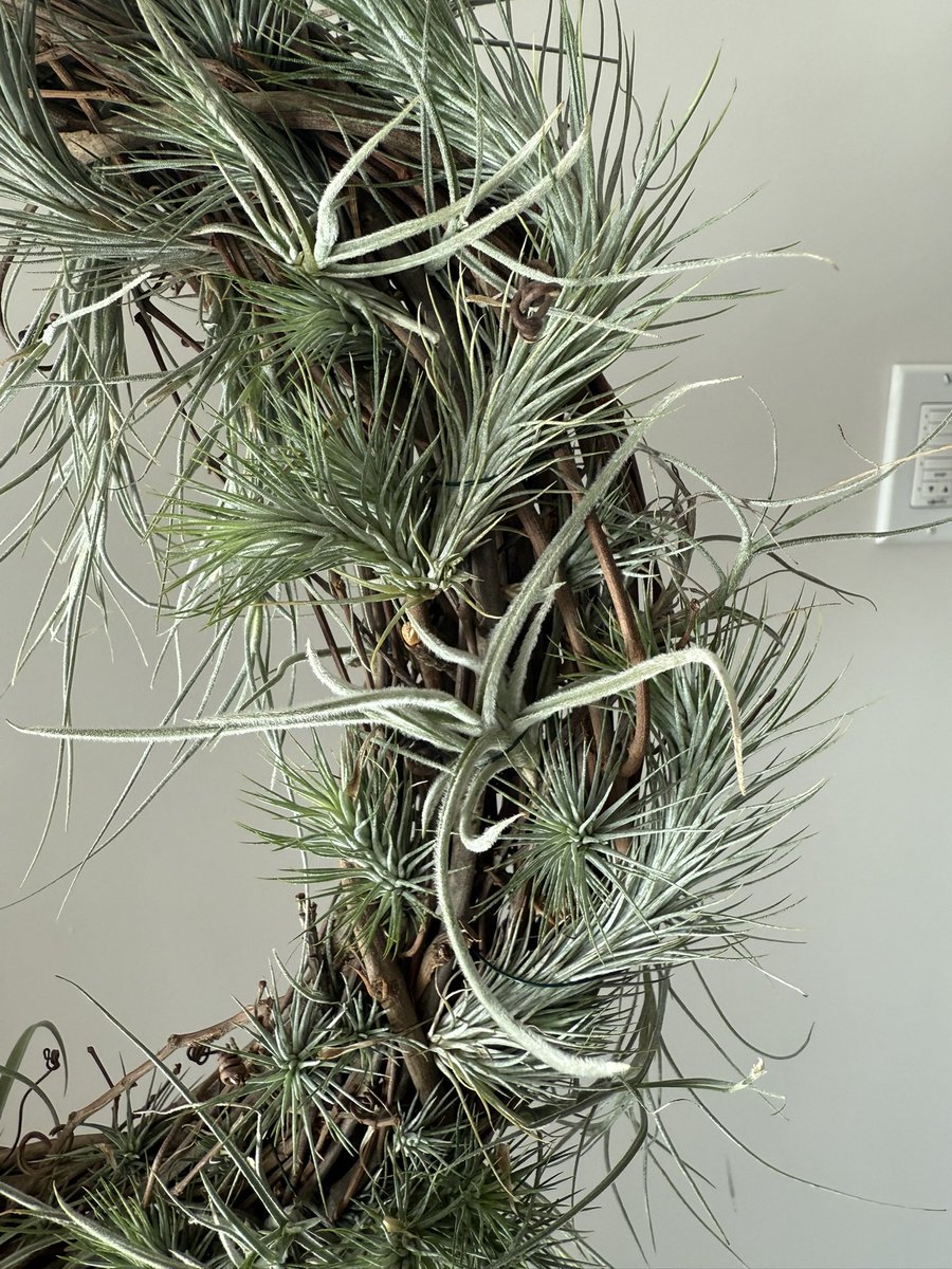MCKGaston's tweet image. Airplant Wreath: 5 Species! Excited to watch them grow and fill in.