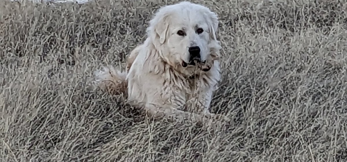 Cimarron_Ranch's tweet image. Damn sheep! Do I look pissed to you?