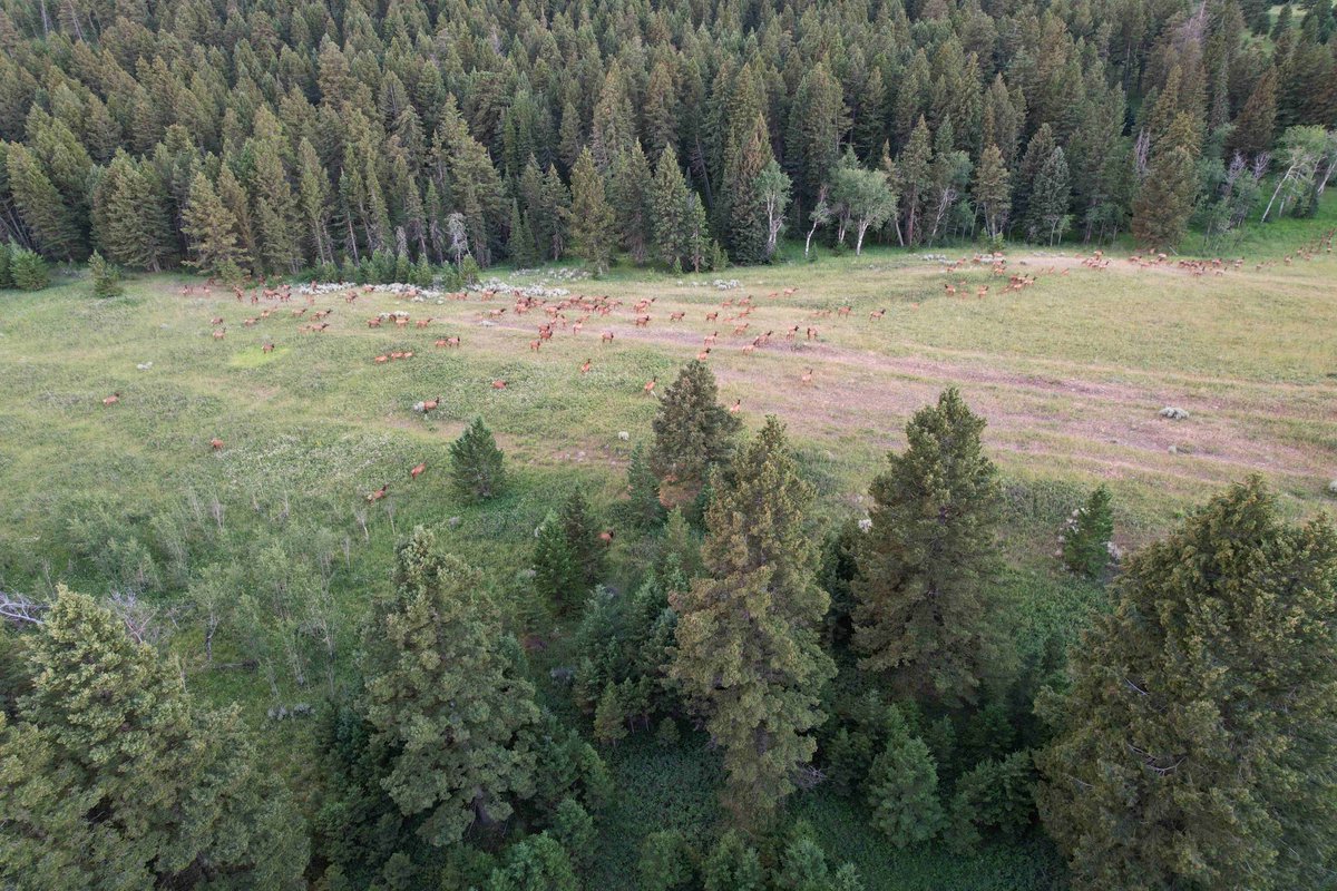 44Bridger's tweet image. Had a couple of elk visit us yesterday.