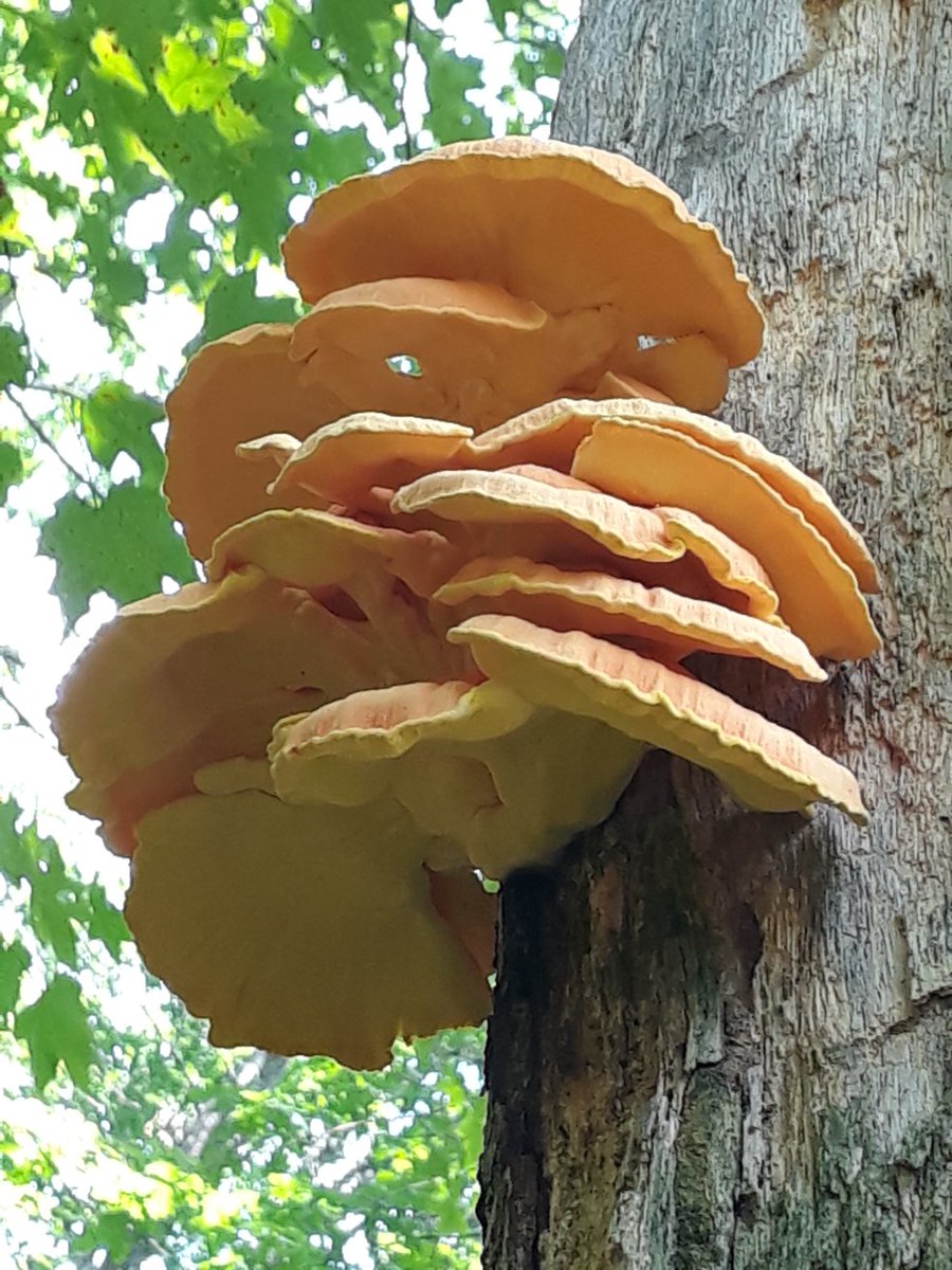 Chickens (Laetiporus sulphureus) up a tree. A broomstick, a steak knife, some duct tape . . . voila! New Hampshire, this morning.
#mushrooms