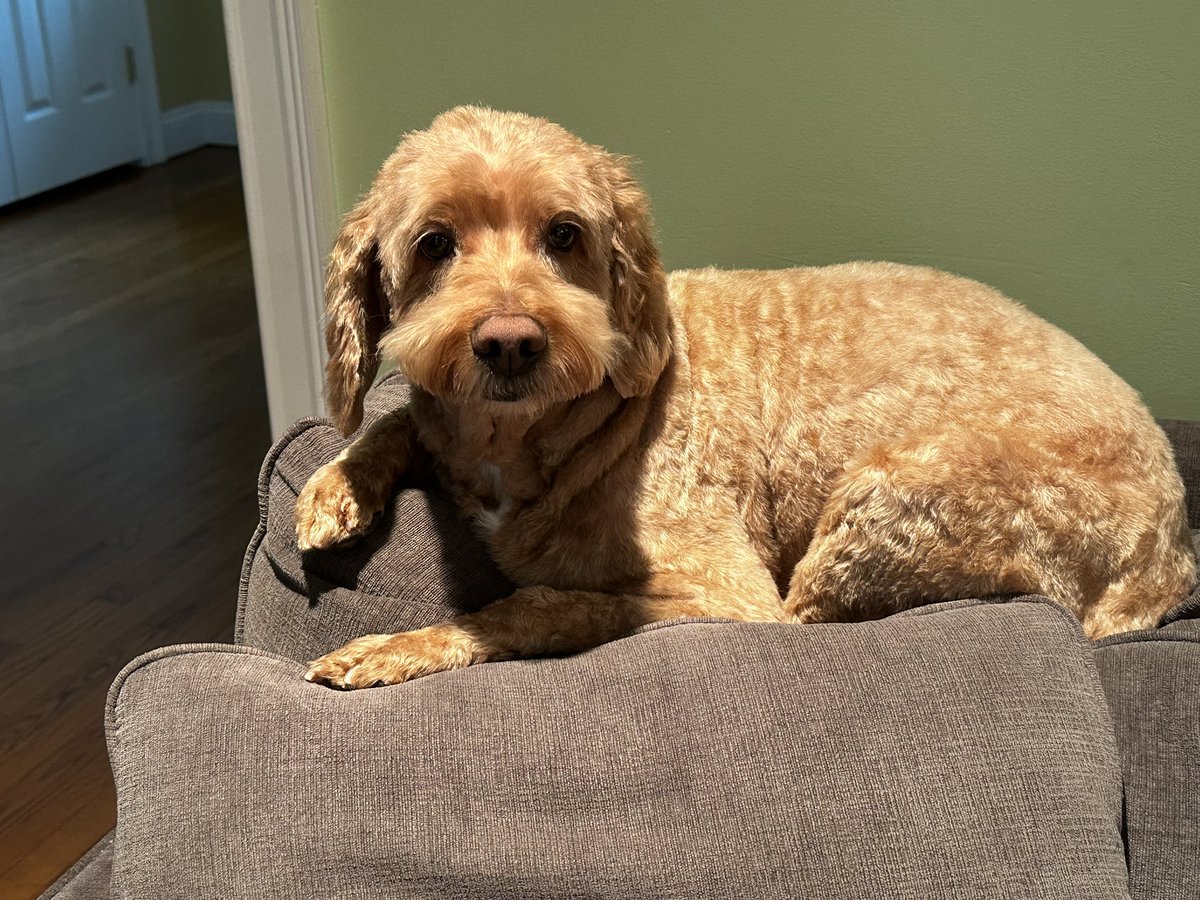 rhodyrams1987's tweet photo. @buitengebieden My buddy Cooper. https://t.co/X7NSd3FFW4