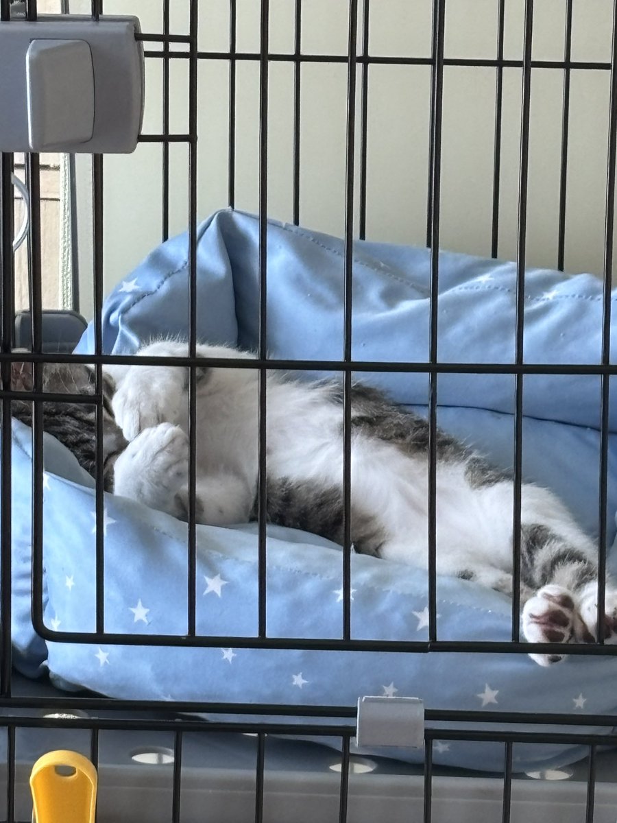 kirakiram78's tweet image. おはようございます☁️
大分猫らしくなった、きなこ🐈
お昼寝のポーズが可愛い💕
#ねこ好き
#保護ねこ