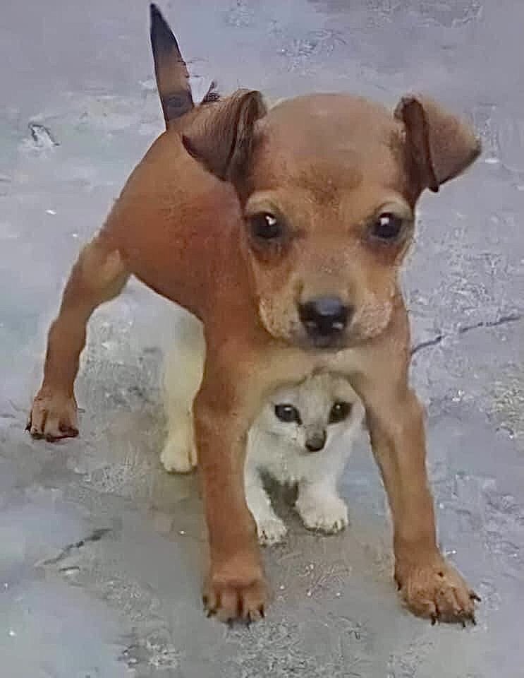 💖 (@twaniimals) on Twitter photo 
