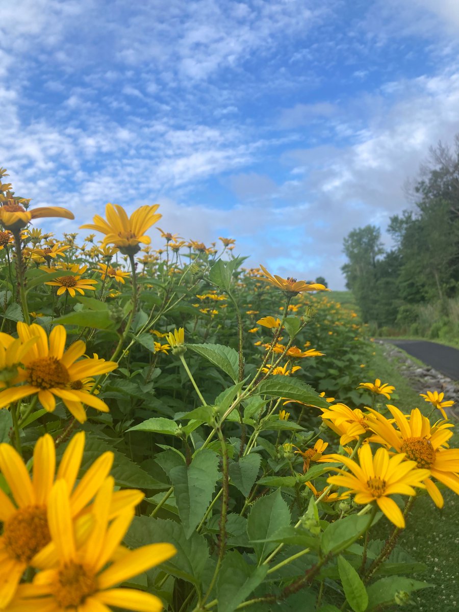 Coneflowers or something at Millennium Park in West Roxbury, Boston Massachusetts USA. The distant hill shows the top of what used to be the city trash dump. They covered it with dirt and now it’s playing fields and a nice walking park with a canoe launch and so forth.