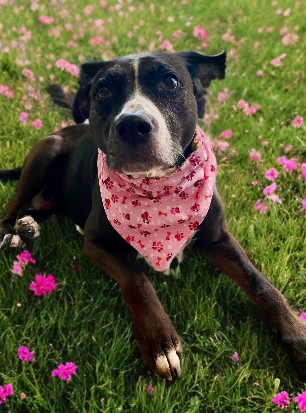 Dubs4Mutts's tweet image. Senior ladies 🐕 Amber (lab retriever mix rescue) & 🐕🦺 Belle (pittie mix rescue) and teen foster fail 🫠 furbro 🐕🦺 Kingston (pit & staffie mix)