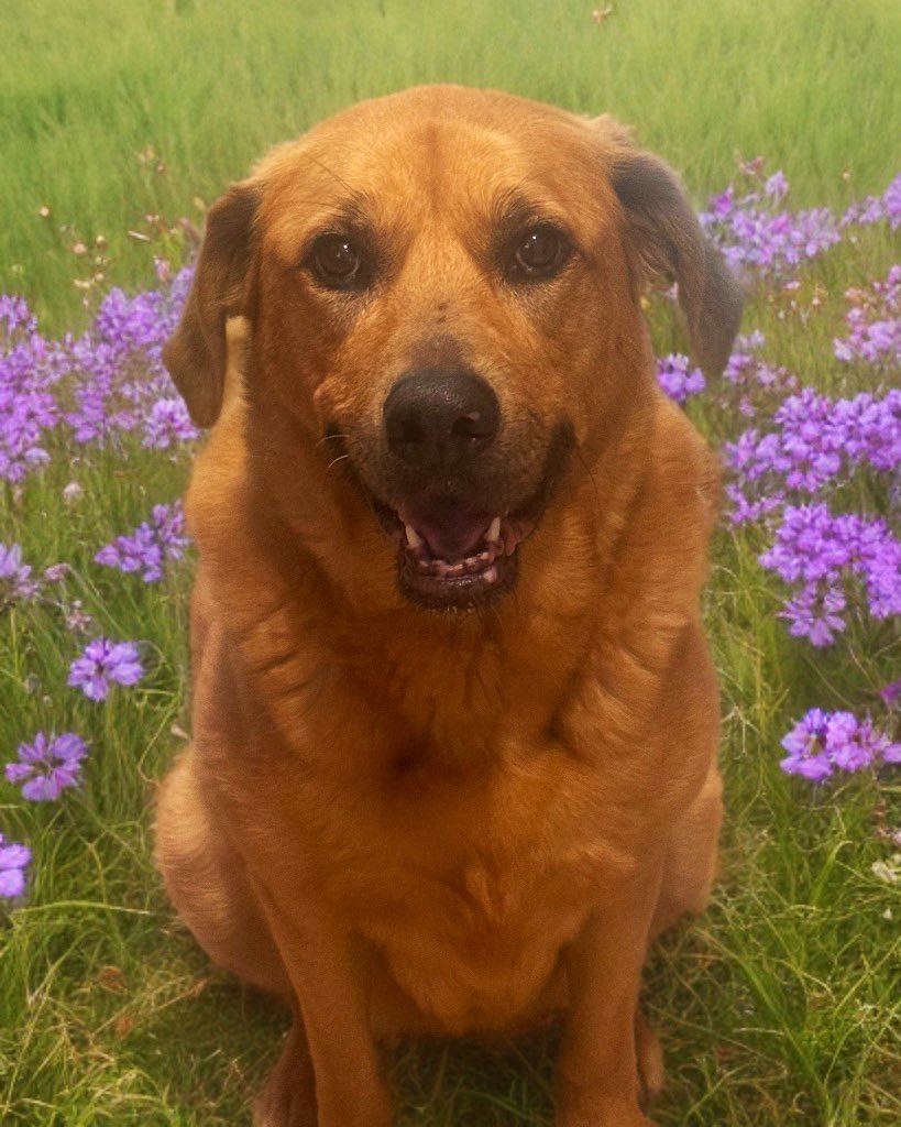 Dubs4Mutts's tweet image. Senior ladies 🐕 Amber (lab retriever mix rescue) & 🐕🦺 Belle (pittie mix rescue) and teen foster fail 🫠 furbro 🐕🦺 Kingston (pit & staffie mix)