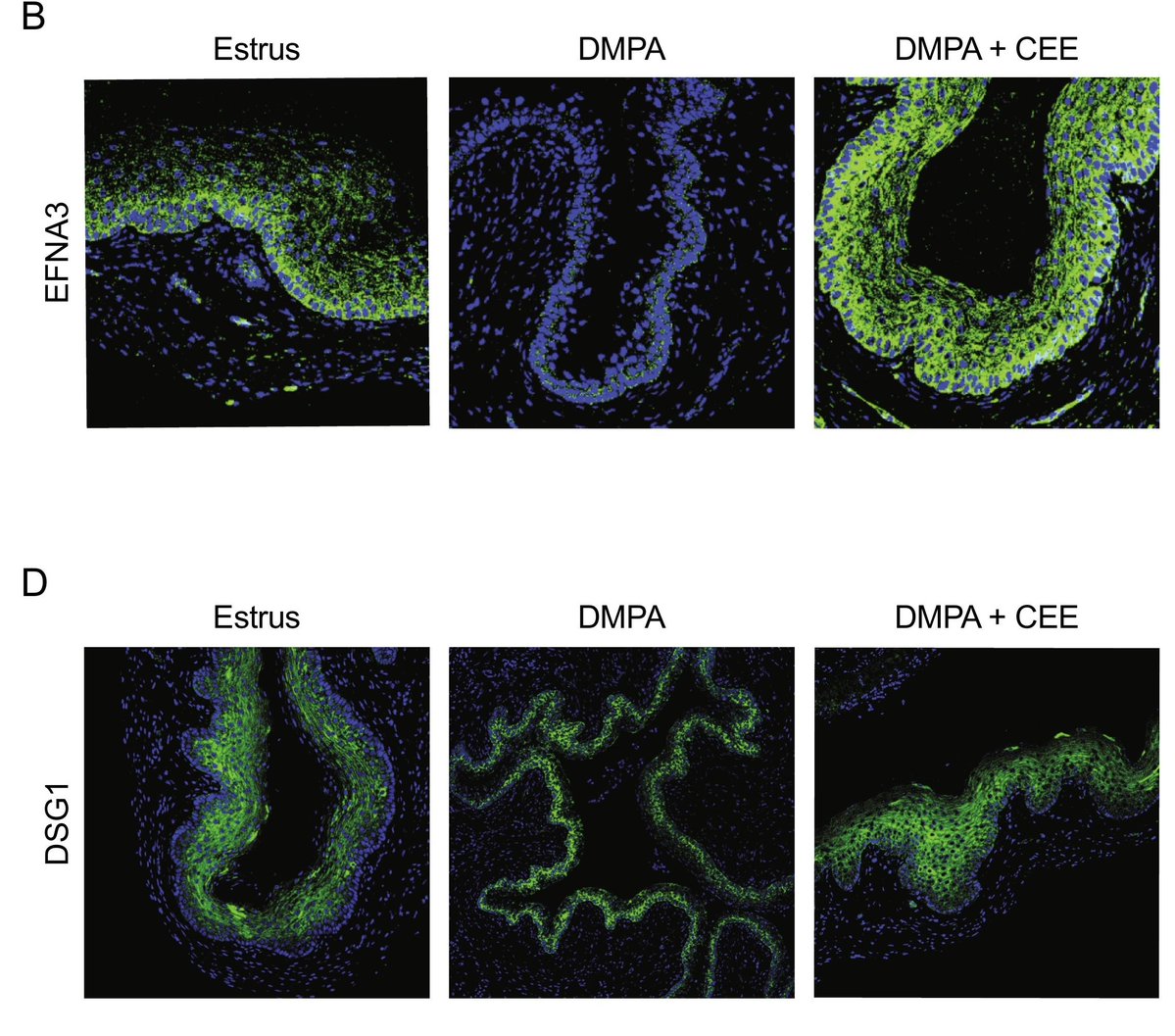 MucosalImmunol's tweet image. Targeting desmosomes restores hormonal–induced disruption of vaginal epithelial integrity in this work from @RVicetti and colleagues @OhioStateMed mucosalimmunology.org/article/S1933-…