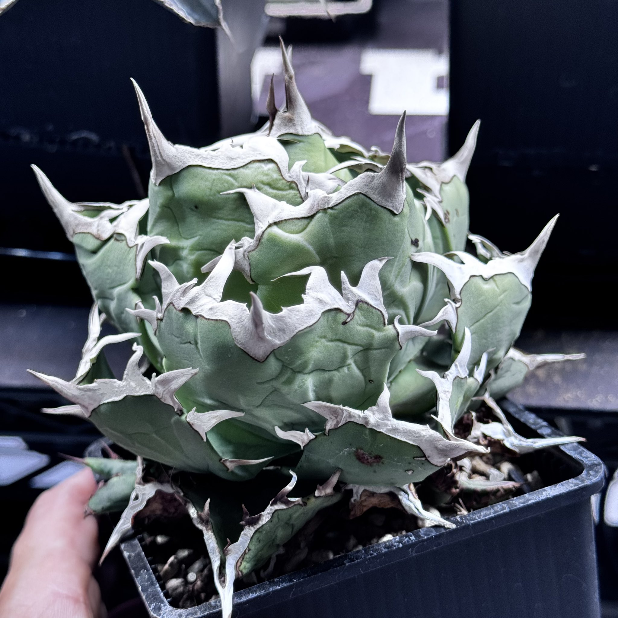 Kaiju Plant 怪獣ファン　2台 ALL ITEM | Kaiju Plant