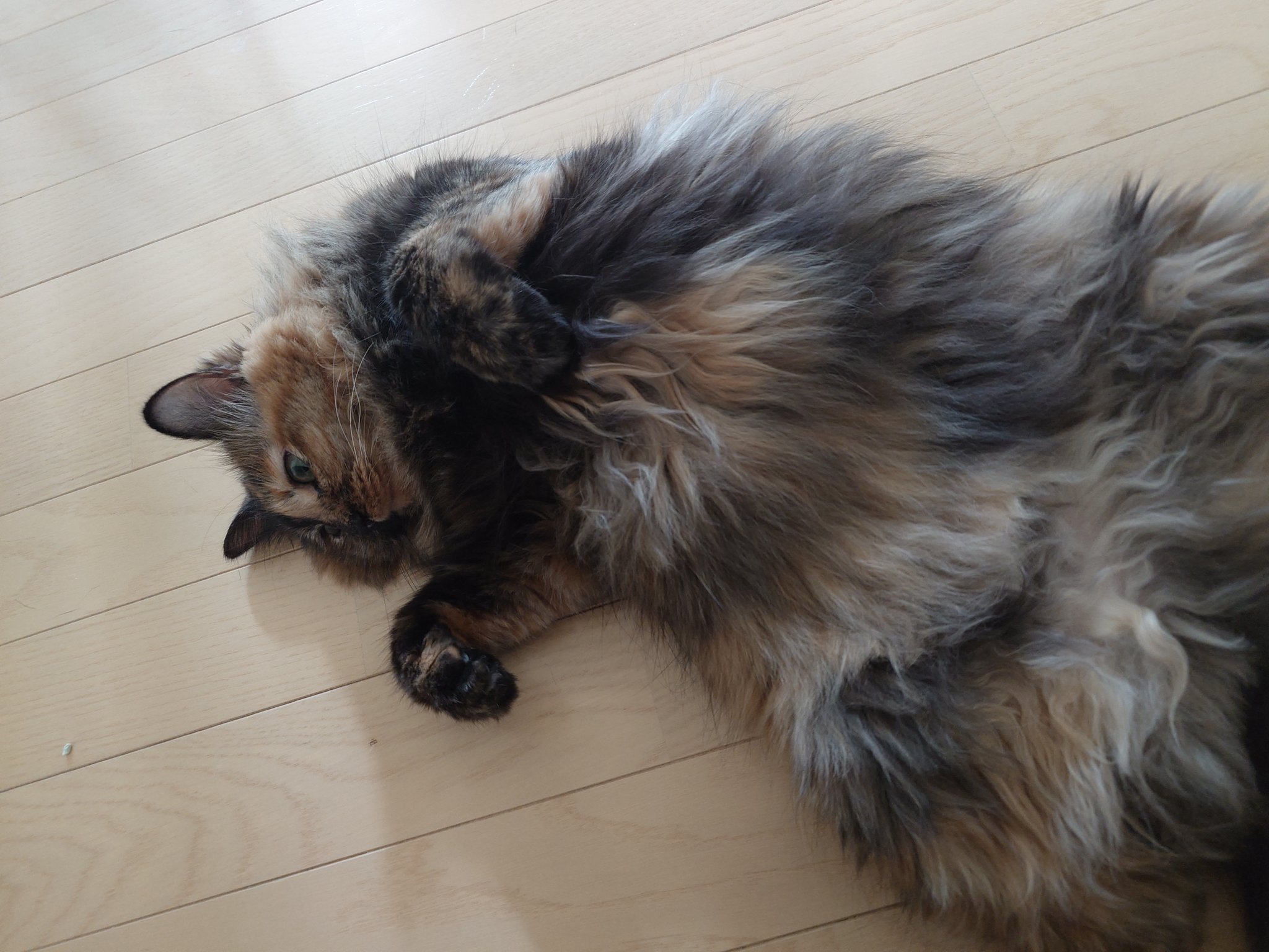 雨の日のねこ様♡ありがとうございます♡ chat blanc on X: 