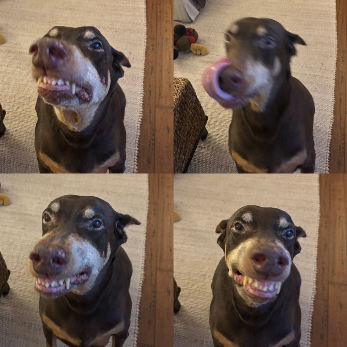 How my 12.5 year old boy Reginald begs for treats. Probably the funniest dog I’ve ever met 🤣