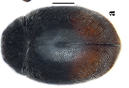 Zootaxa's tweet photo. A review of the genus #Nephus Mulsant, 1846 (#Coleoptera: #Coccinellidae) from #Pakistan
#taxonomy
https://t.co/Im16iO6UTz https://t.co/TZ9v7V0hHx