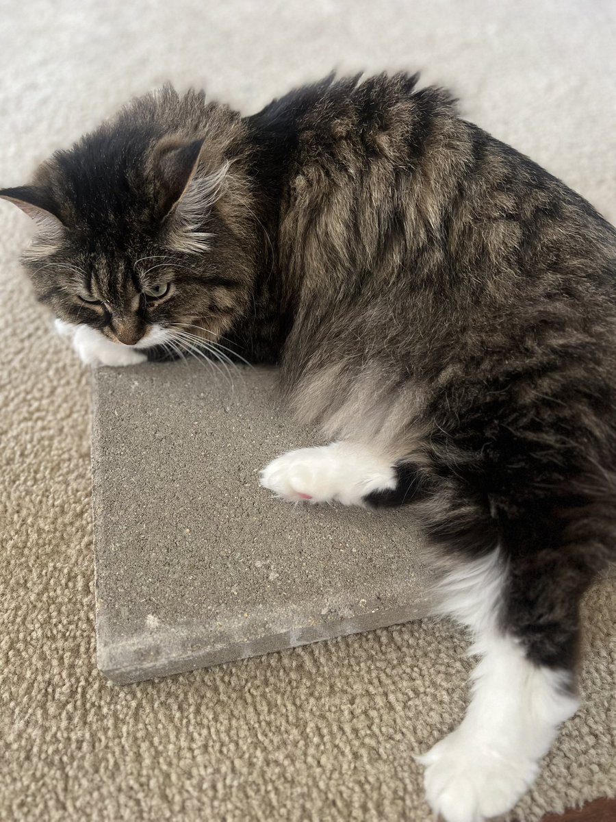 aureylian's tweet image. In case anyone is curious, the TikTok hack of getting your cat a concrete slab absolutely works lol